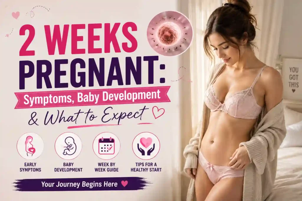 2 Weeks Pregnant Symptoms, Baby Development & What to Expect