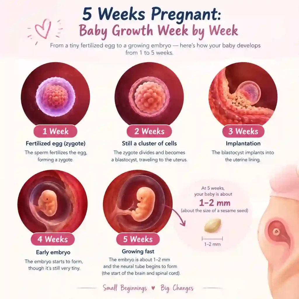 Baby Growth from 1 to 5 Weeks of Pregnancy